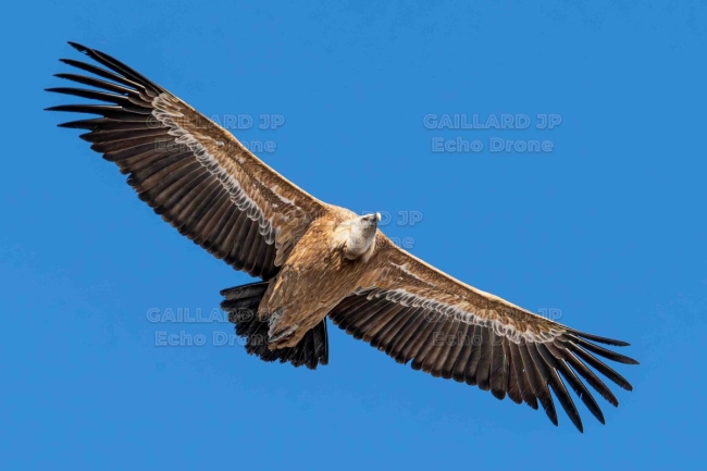 Vautour fauve en plein vol - Graphisme et Azur