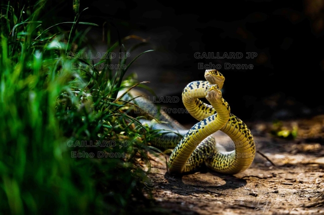 Interaction de Couleuvres vertes et jaunes - Lauréat Festival du Dévoluy