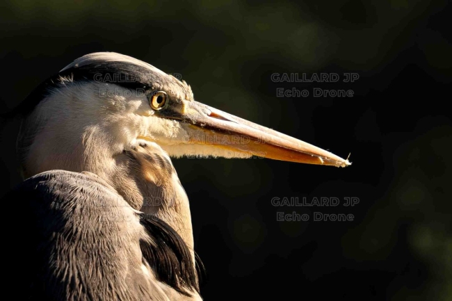 Portrait de Héron cendré - Regard Sauvage