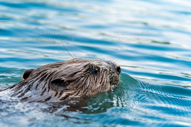 Portrait de Castor d'Europe à la nage - Rivière Drôme
