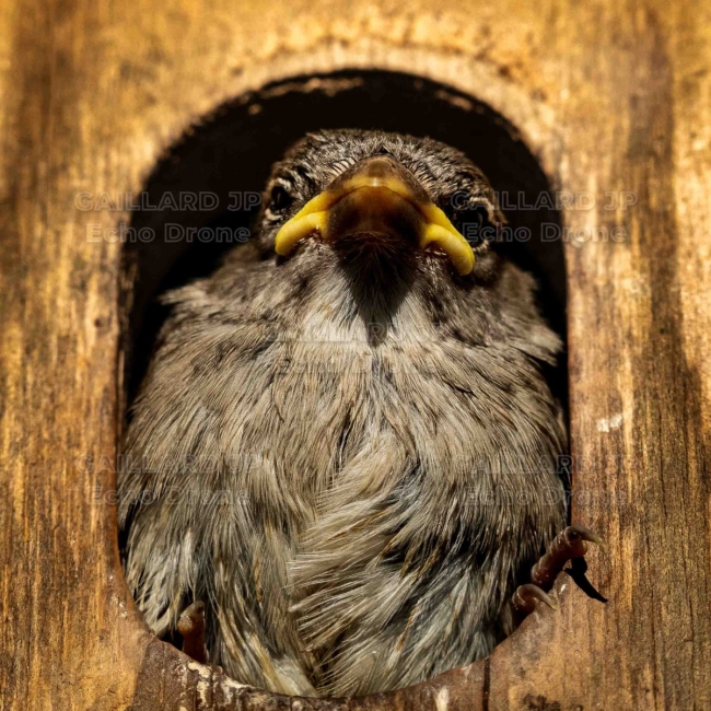Portrait de jeune moineau au nichoir - Humour Nature - Drôme
