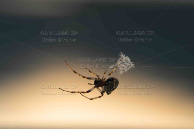 Araignée et son nœud de soie - Géométrie Naturelle - Drôme