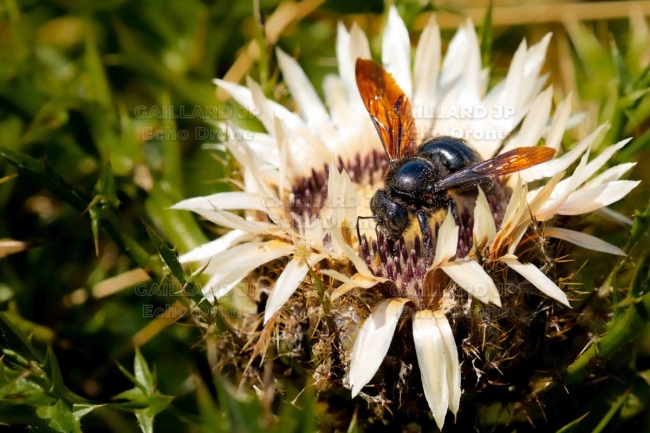 Xylocope violet en butinage - Nature Drômoise