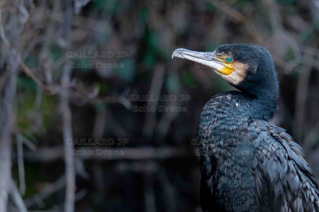 Portrait de Grand Cormoran - Regard de Drôme