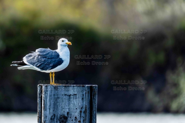 Goéland leucophée (Larus michahellis) sur un poteau — Oiseau, Littoral, Sentinelle, Nature, goeland 
