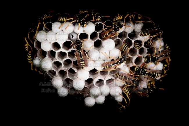 Nid de guêpes polistes sur fond noir — Insecte, Macro, Structure, Colonie, guepe 