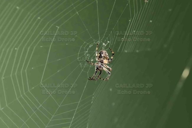 Épeire diadème (Araneus diadematus) au centre de sa toile — Insecte, Araignee, Macro, Géométrie, Nature