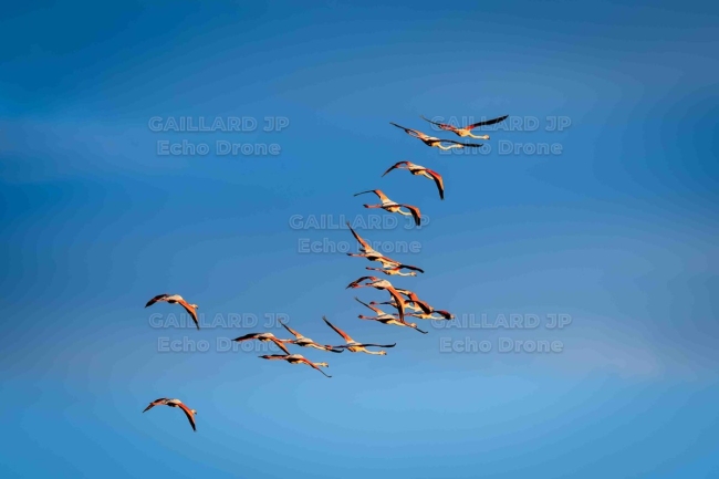 Volée de Flamants roses (Phoenicopterus roseus) au crépuscule — Oiseau, Migration, Ciel bleu, Nature, flamant 