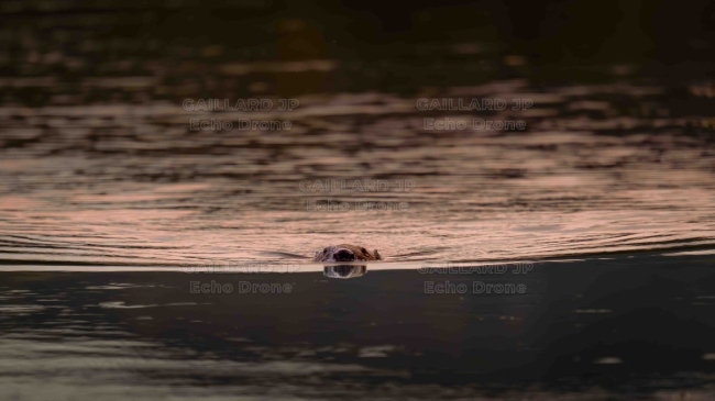 Castor d'Europe (Castor fiber) émergeant à la surface — Mammifère, Crépuscule, Reflet, Nature