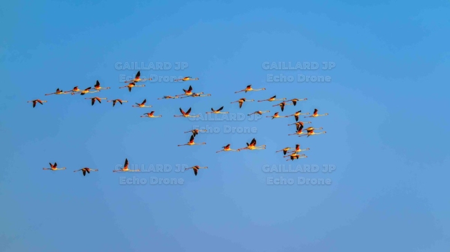Grand vol de Flamants roses (Phoenicopterus roseus) en migration — Oiseau, Formation, Crépuscule, Nature, flamant 