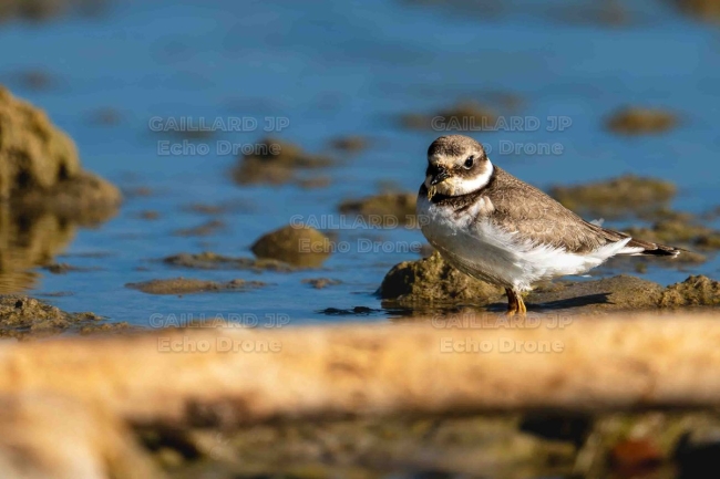 Jeune Grand Gravelot (Charadrius hiaticula) au bord de l'eau — Oiseau, Juvénile, Limicole, Mimétisme, Littoral, gros plan
