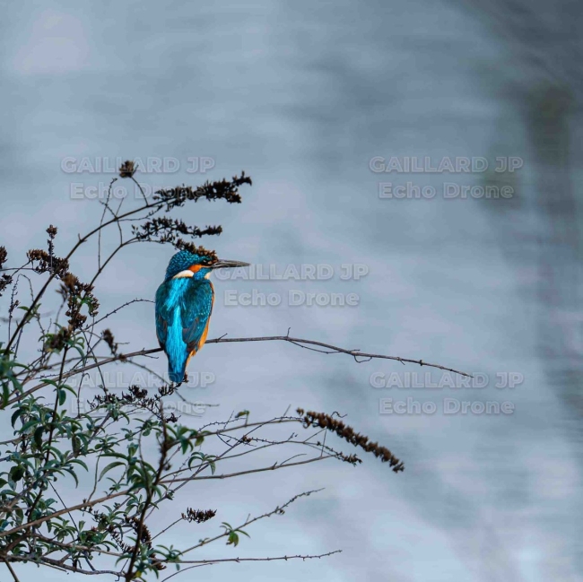 Photographie d'un Martin-pêcheur d'Europe (Alcedo atthis) sur son perchoir — Oiseau, Turquoise, Affût, Nature, pecheur, martin