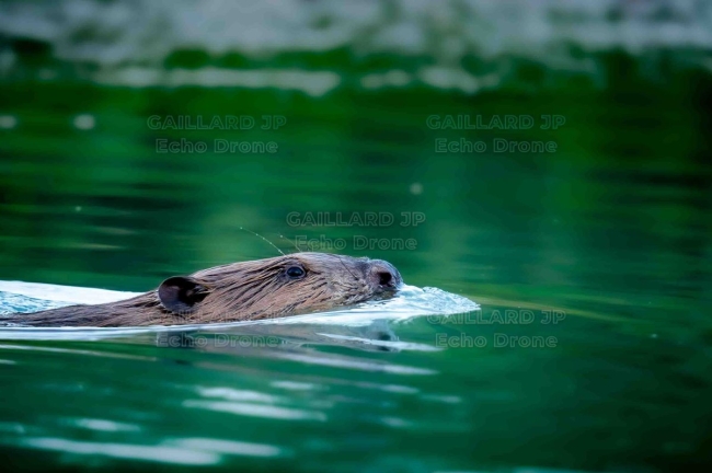 Castor d'Europe en nage - Émeraude sauvage - Drôme