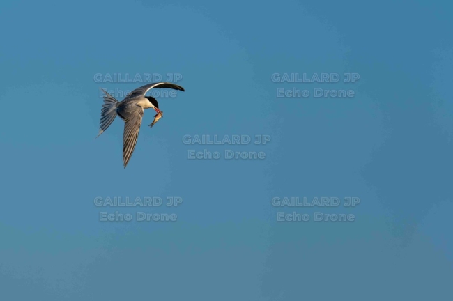 Sterne pierregarin (Sterna hirundo) en vol avec un poisson — Oiseau, Action, Pêche, Nature, scène de vie