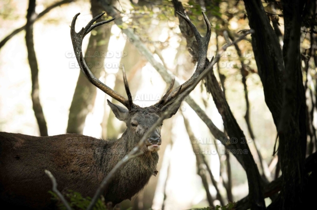 Portrait de Cerf en forêt - L'instant moqueur - Faune, cerf, portrait, contre-jour