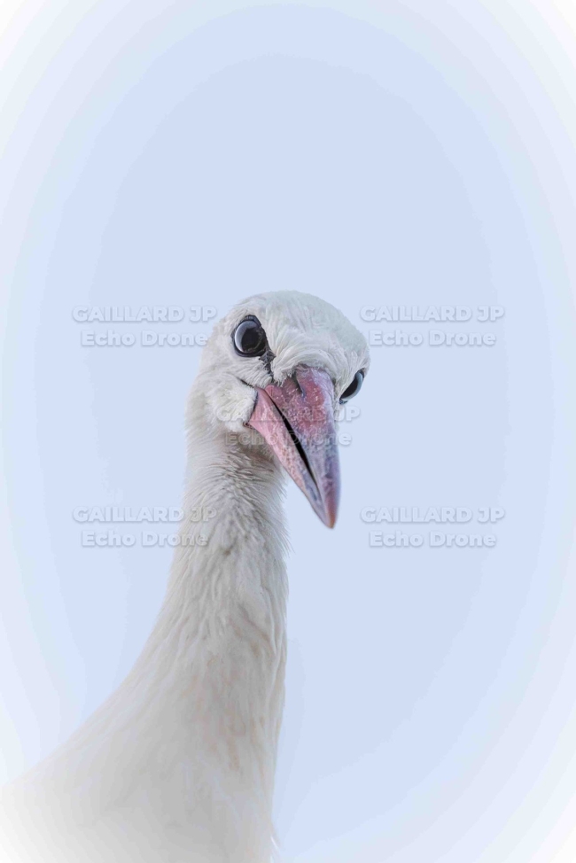 Gros plan d'une Cigogne blanche curieuse - regard insolite ,drome, faune sauvage, humour