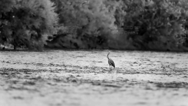Photographie d'un Héron cendré noir et blanc - la riviere sauvage, heron, drome, photographie art