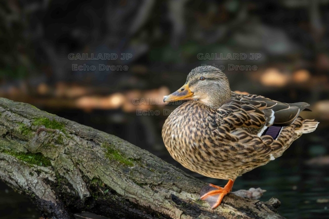 Canne colvert portrait - camouflage et elegance - drome - faune aquatique