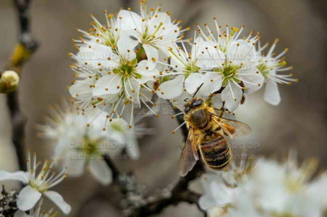 abeille sauvage sur fleurs - abeille sauvage sur fleurs prunellier - pollinisation - drome
