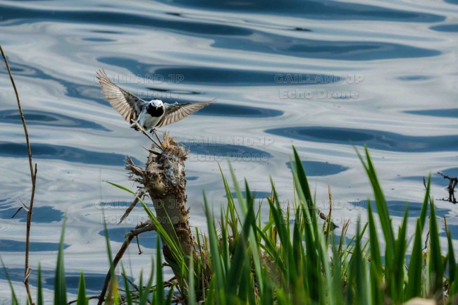 bergeronnette grise vol - bergeronnette grise atterrissage - oiseau riviere - drome