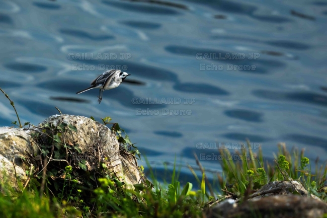 bergeronnette grise decollage - Bergeronnette grise au decollage - oiseau action - drome