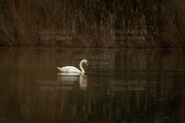 Cygne tubercule drome - Cygne tubercule ambiance calme - reflet eau - art nature