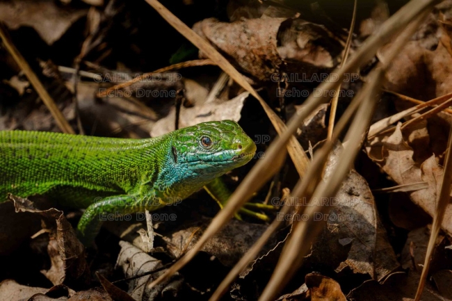lezard vert occidental - lezard vert occidental drome - reptile emeraude - lacerta bilineata