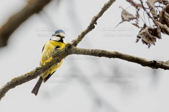Mesange bleue - mésange bleue drome - oiseau jardin - cyanistes caeruleus