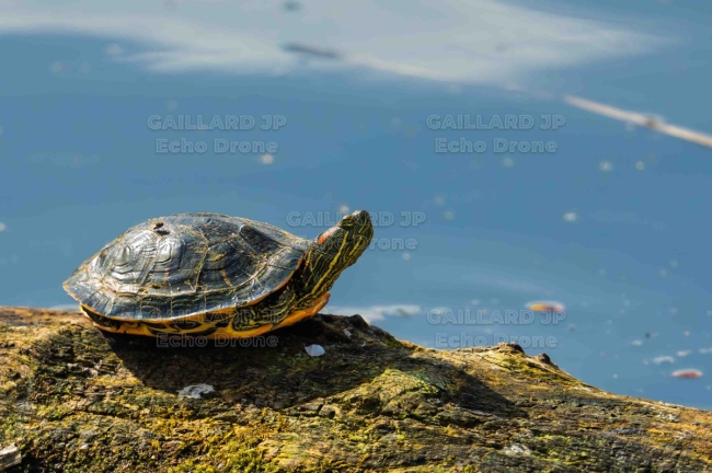 tortue de floride - tortue de floride drome - reptile aquatique - trachemys scripta elegans